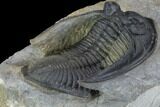 Zlichovaspis Trilobite - Exceptional Preparation #89513-4